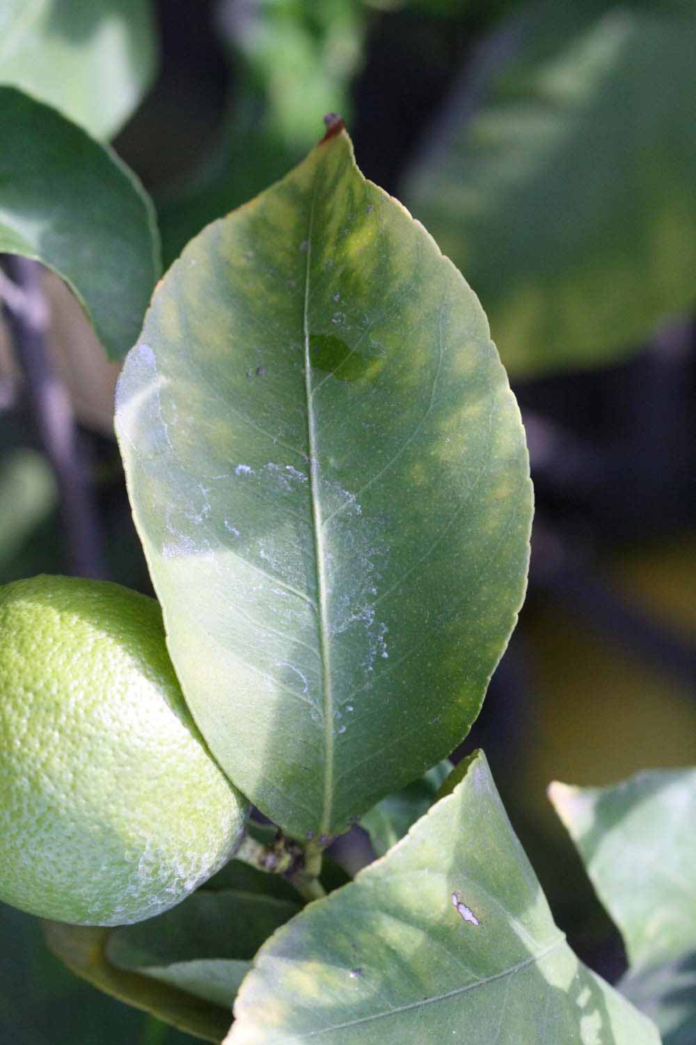            Unifoliolate leaf (Persian SPB-7, Riverside, CA)   